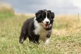 BORDER COLLIE 670